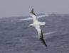Pelagic Heaven